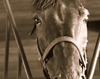 Sepia Horse Fine Art Animal Photography