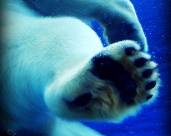 Polar Bear in Blue - Fine Art Photograph Detroit Zoo by Photographer Janna Coumoundouros Lilacpop Studio