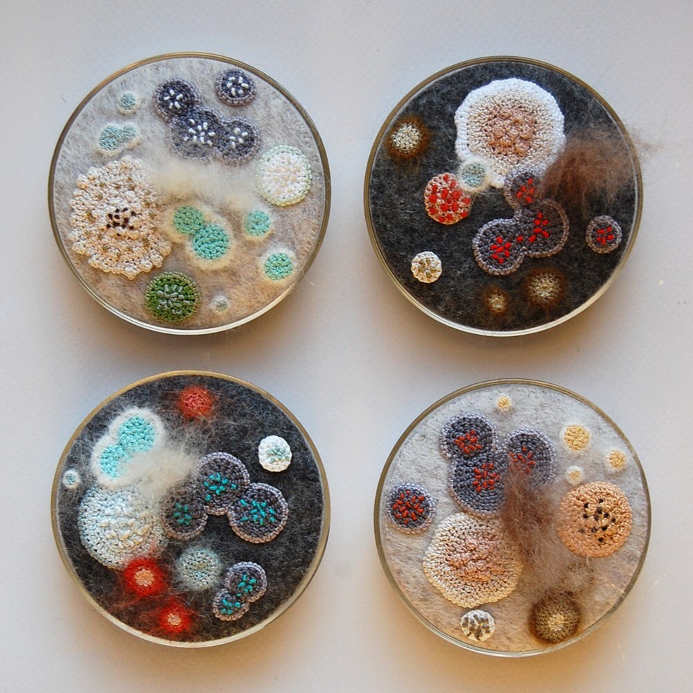 Custom Made Mouldy Petri Dish Etsy