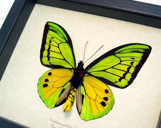 Real Butterfly Gifts Real Framed Butterflies by REALBUTTERFLYGIFTS