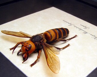 giant wasp etsy