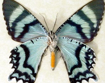 Real Framed Polyura Cognatus Verso Dagger Tail Butterfly 135V