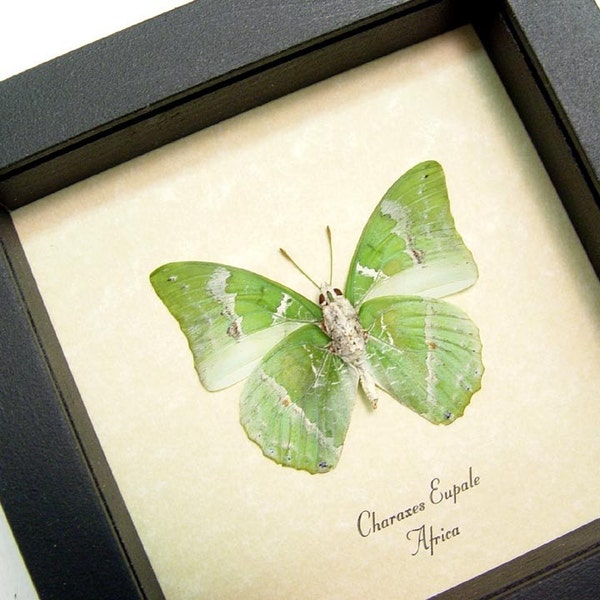 REAL AFRICAN SAGE BUTTERFLY FREE SHIP CHARAXES EUPALE 385