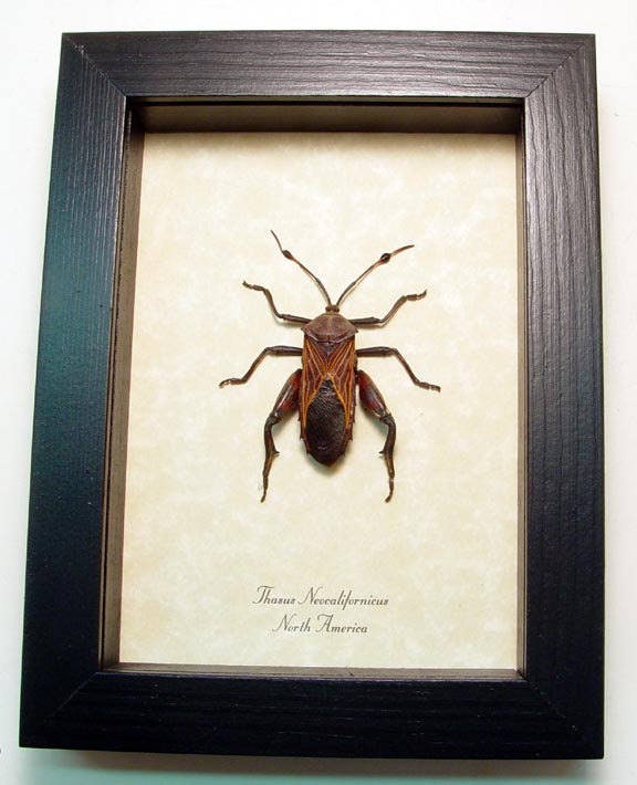 The Giant Mesquite Bug Real Framed Thasus Neocalifornicus 81 Etsy The Giant Mesquite Bug Real Framed Thasus Neocalifornicus 81 Etsy