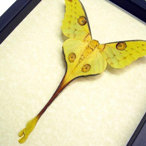 Real Framed Madagascar Comet Moon Moth Argema Mittrei Male Resting 1076f