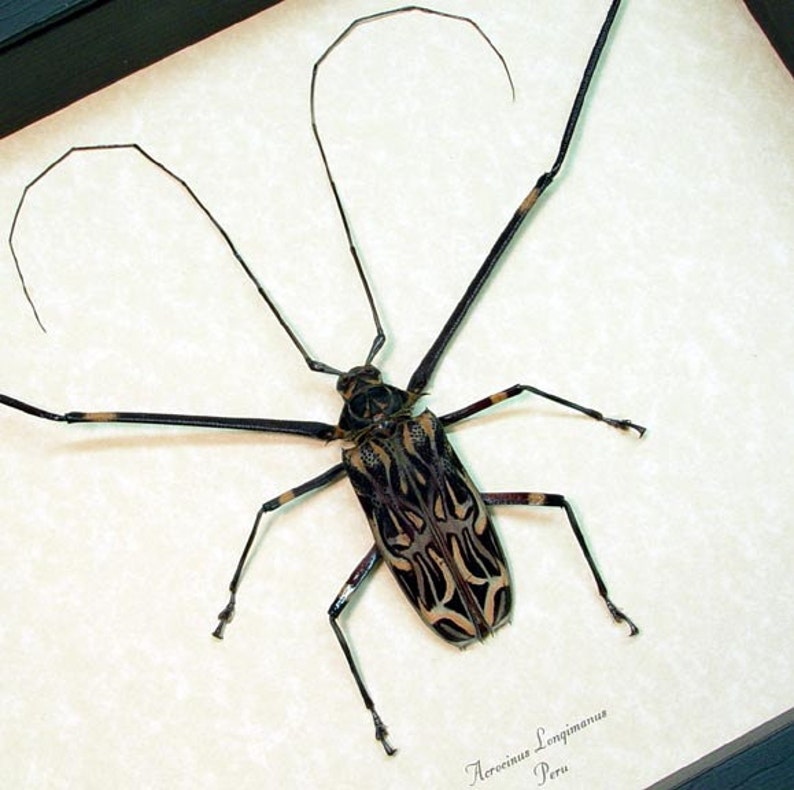 Dragon Face Harlequin Beetle 9901 Real Framed Acrocinus longimanus