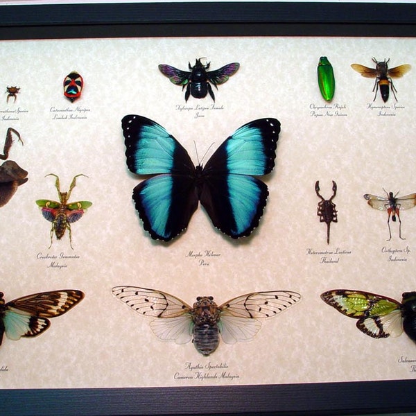 Insect Collection Museum Shadowbox Display 16 Specimens 8019