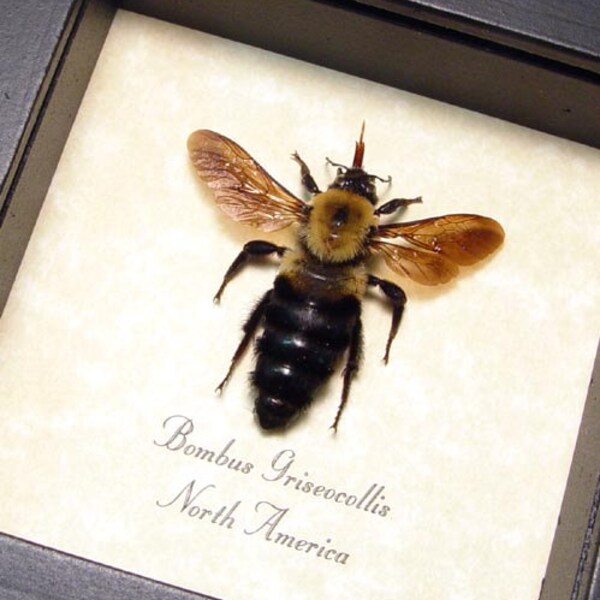 Real Framed Grey Collared Bumble Bee Real North American Bee 8070