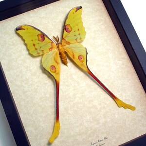Real Madagascar Macho Cometa Luna Moth Display 1076