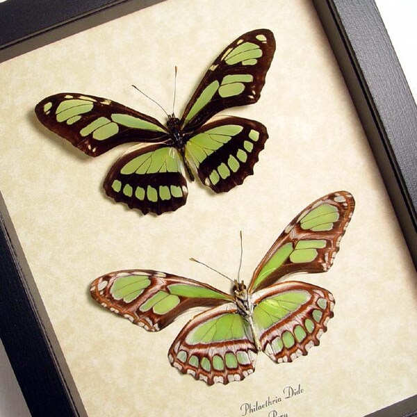 Bright Peru Green Glider Pair Real Framed Butterflies 483p