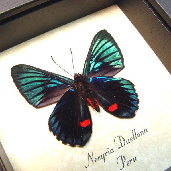 Real Framed Necyria Duellona Metallic Red Spotted Butterfly 712v