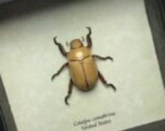 Real Framed Cotalpa Consobrina Beetle P-72