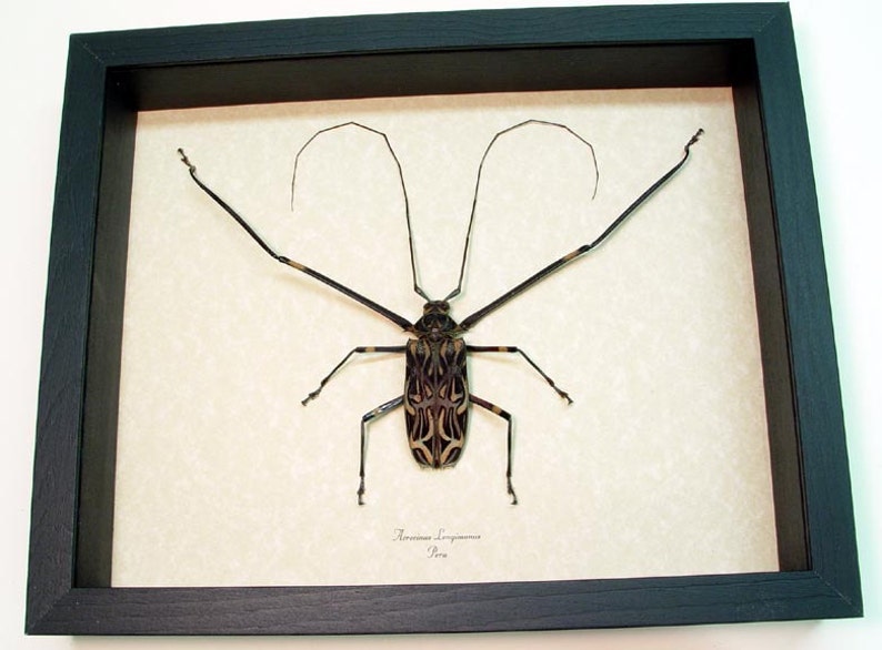 Dragon Face Harlequin Beetle 9901 Real Framed Acrocinus longimanus