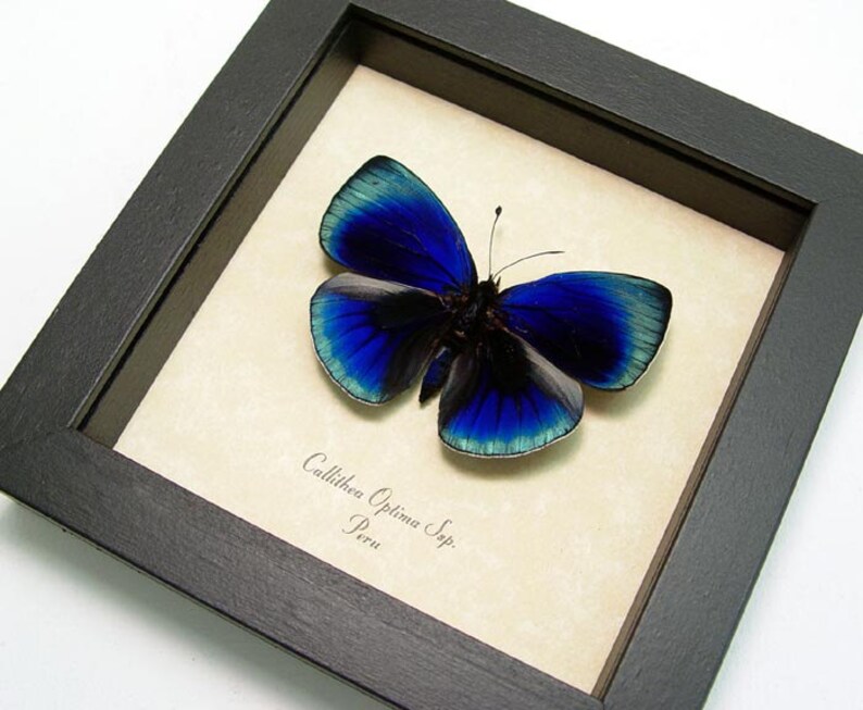Wedding Day Gift Glowing Blue Optima Real Butterfly Etsy