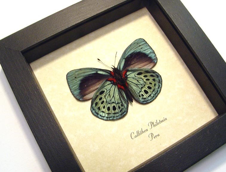 Dad's & Grad's Gift Real Butterfly Gifts Best Seller Etsy