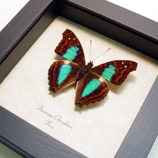 Framed Butterfly Turquoise Emperor Real Butterfly Display 305