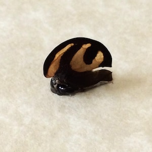 May include: A black and brown insect with a unique wing pattern. The insect is curled up on a white surface.