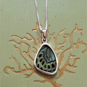 Real Butterfly Wing .925 Sterling Pendant Necklace, Double Sided Callithea Philotima Wing J130M Charles Darwin Butterfly