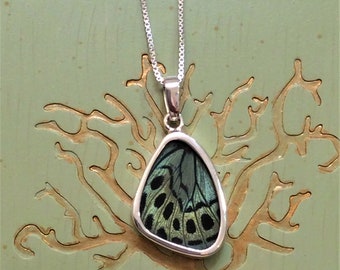 Real Butterfly Wing .925 Sterling Pendant Necklace, Double Sided Callithea Philotima Wing J130M Charles Darwin Butterfly