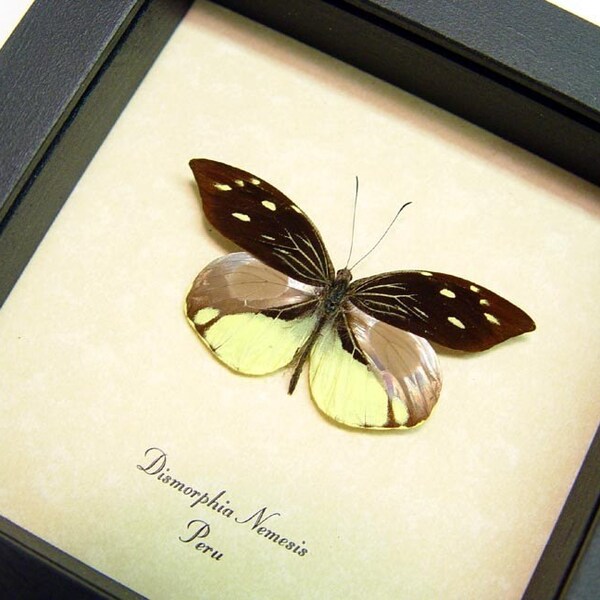 Pointed Wing Fairy Real Butterfly Conservation Display 898