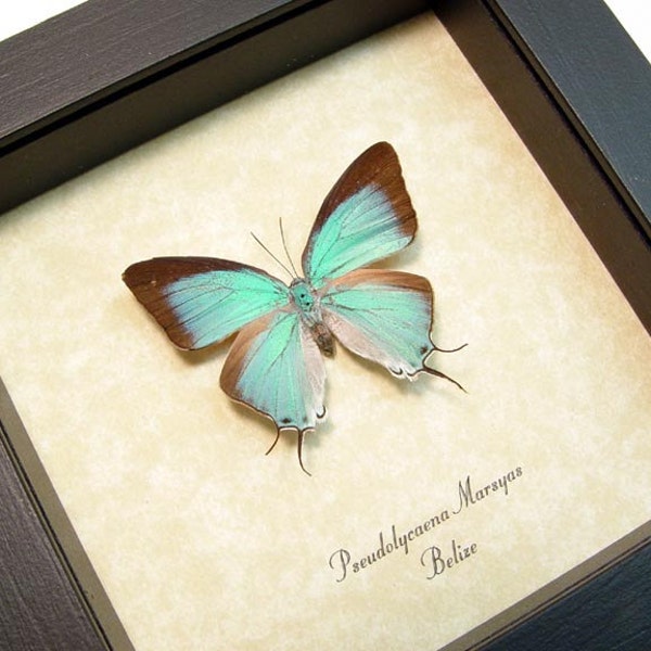 Real Framed Pseudolycaena Marsyas Female Sky Blue Hairstreak Butterfly 8011F-A