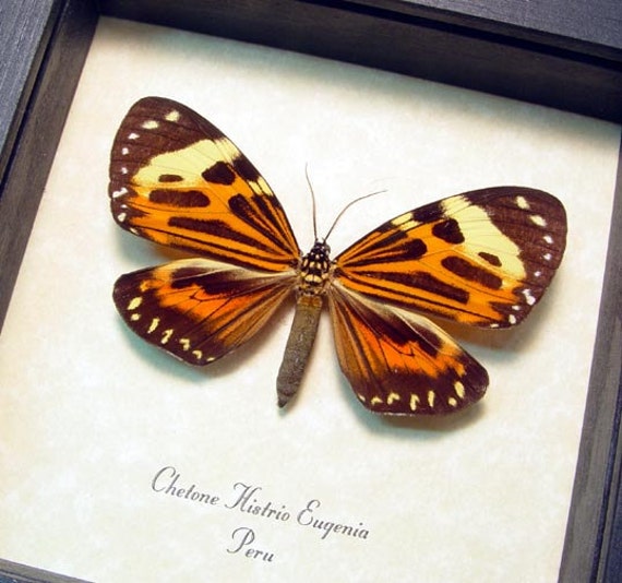 Real Framed Chetone Histrio Eugenia Peruvian Day Flying Moth | Etsy