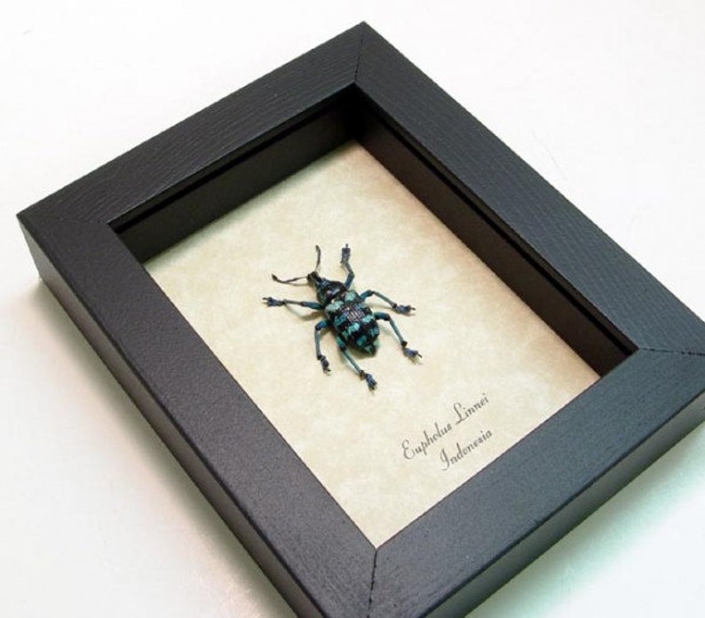 Real Blue Beetle Snout Weevil Framed Insect 7858