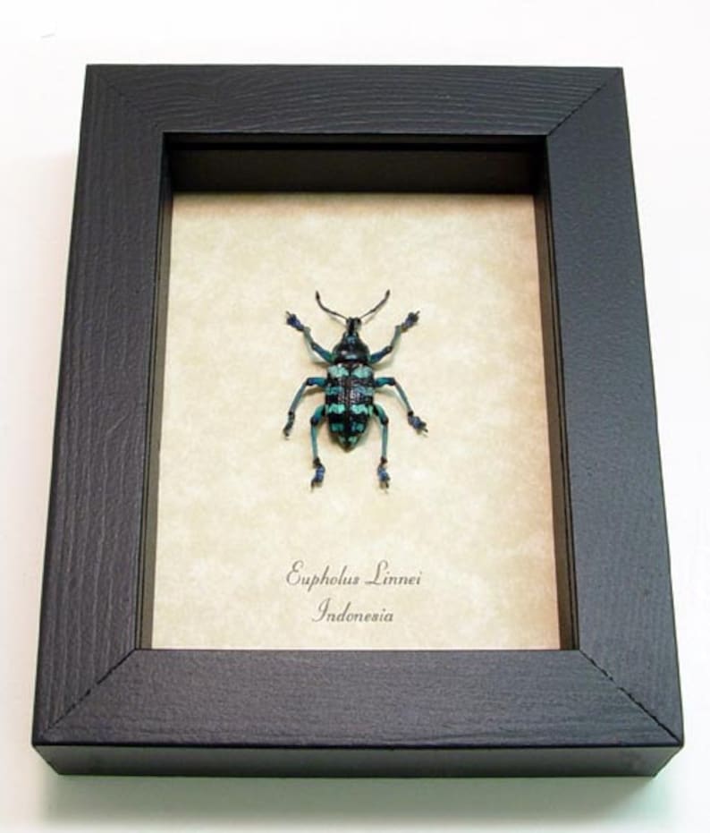 Real Blue Beetle Snout Weevil Framed Insect 7858