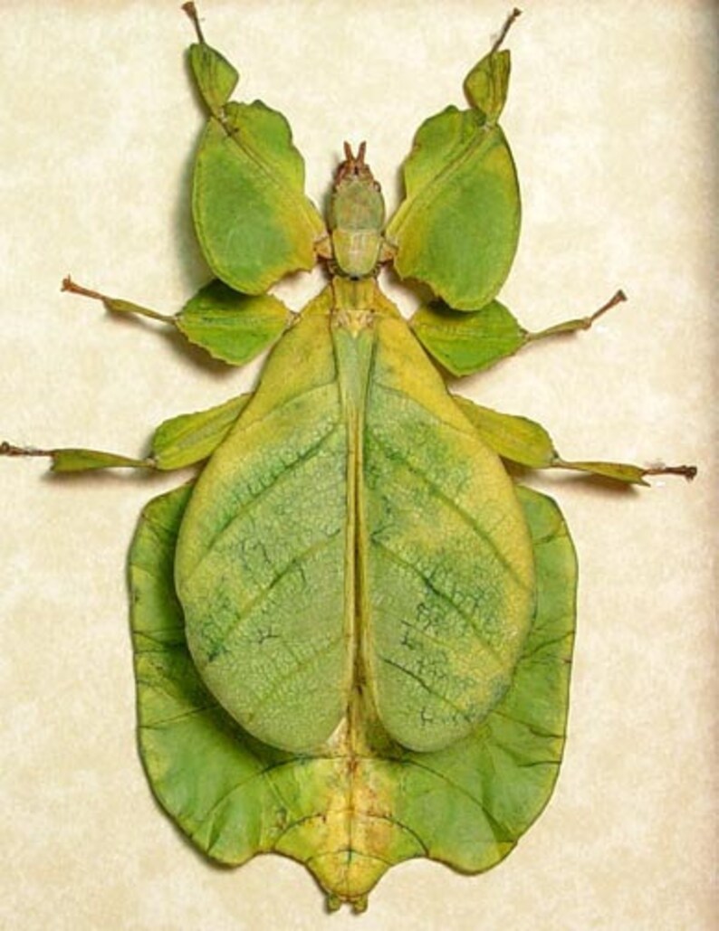 Bright Green Walking Leaf Mimic Real Framed Insect 7981 | Etsy