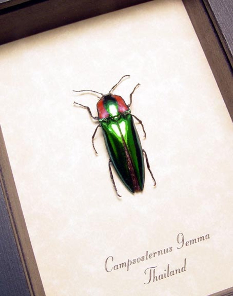 Real Framed Campsosternus Gemma Green and Red Click Beetle 8284