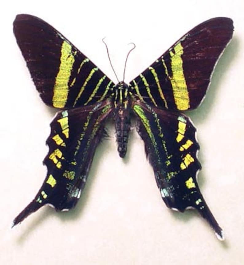 Real Rare Urania Fulgens The Urania Swallowtail Framed Moth Etsy