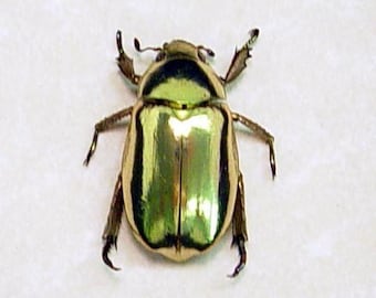 REAL BEETLE Chrysina Resplendens LOOKS Like 24k Gold 2433