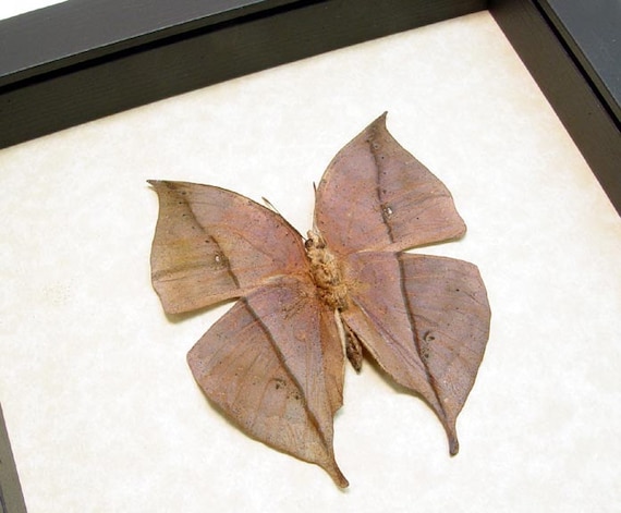 REAL FRAMED BUTTERFLY LEAF MIMIC VERSO KALLIMA INACHUS CHINA