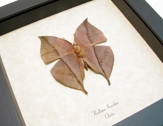 REAL FRAMED BUTTERFLY LEAF MIMIC VERSO KALLIMA INACHUS CHINA