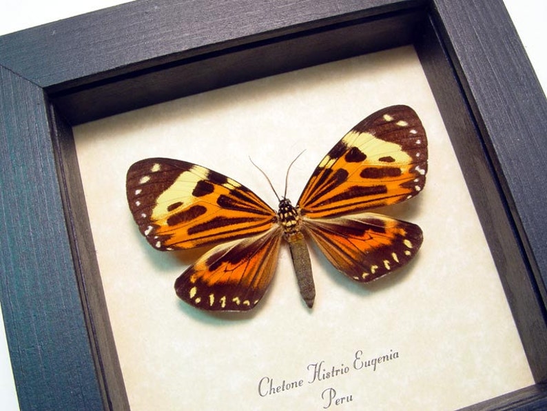 Real Framed Chetone Histrio Eugenia Peruvian Day Flying Moth | Etsy