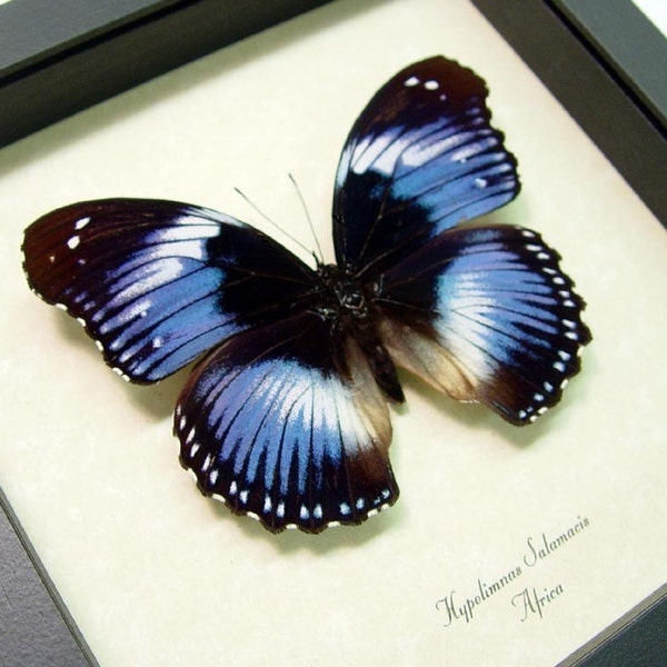 Real Framed Lavender Purple African Butterfly Shadowbox Display 697