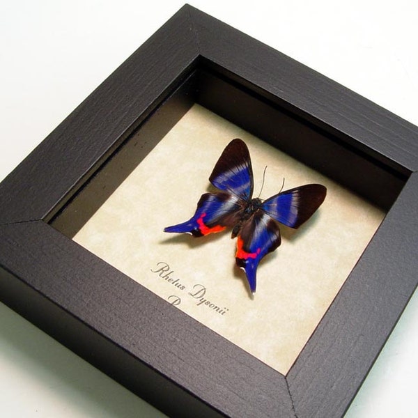 Wedding Gift Real Sapphire Butterfly Conservation Quality Shadowbox Display 114