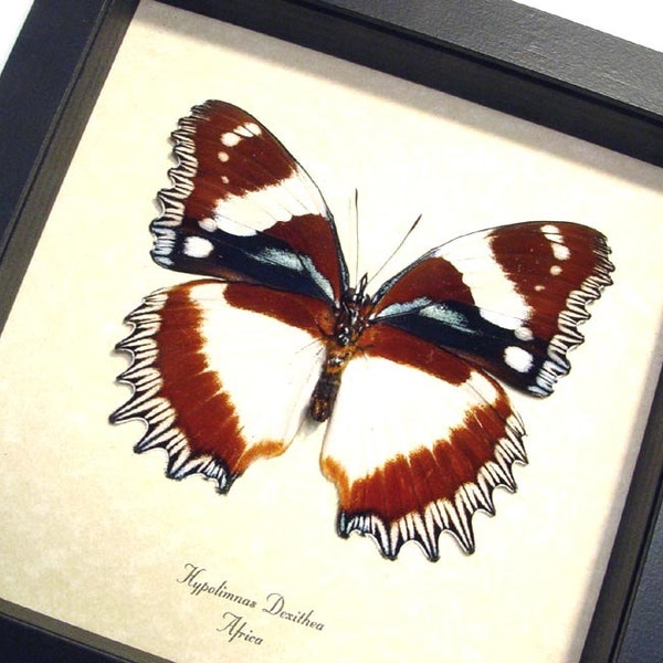 Real Hypolimnas Dexithea Verso Madagascar Diadem Framed Butterfly 193v