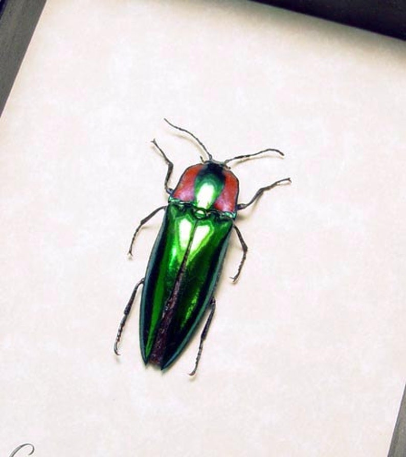 Real Framed Campsosternus Gemma Green and Red Click Beetle 8284