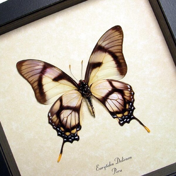 Framed Butterfly Real Conservation Quality Display 495