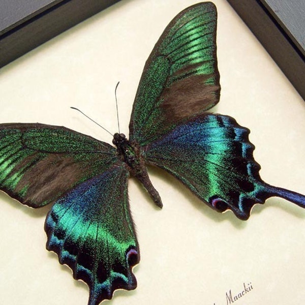 Real Green Papilio Maackii Butterfly Conservation Quality Display 119