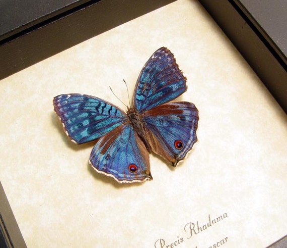 REAL FRAMED BUTTERFLY BLUE MADAGASCAR PRECIS RHADAMA BUCKEYE