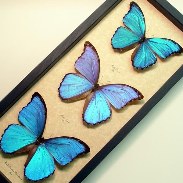 Real Framed Giant Blue Morpho Collection 3  Butterflies 8111