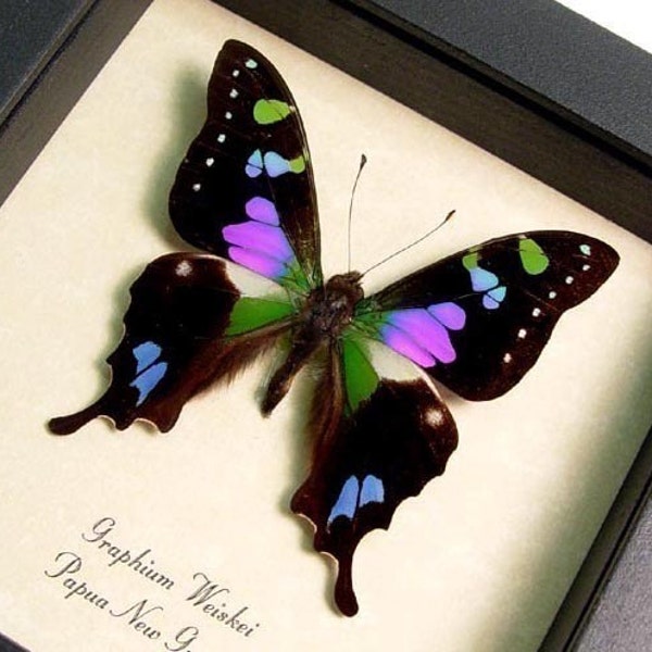 Wedding Gift Framed Butterfly Best Seller Purple Spot Swallowtail 229