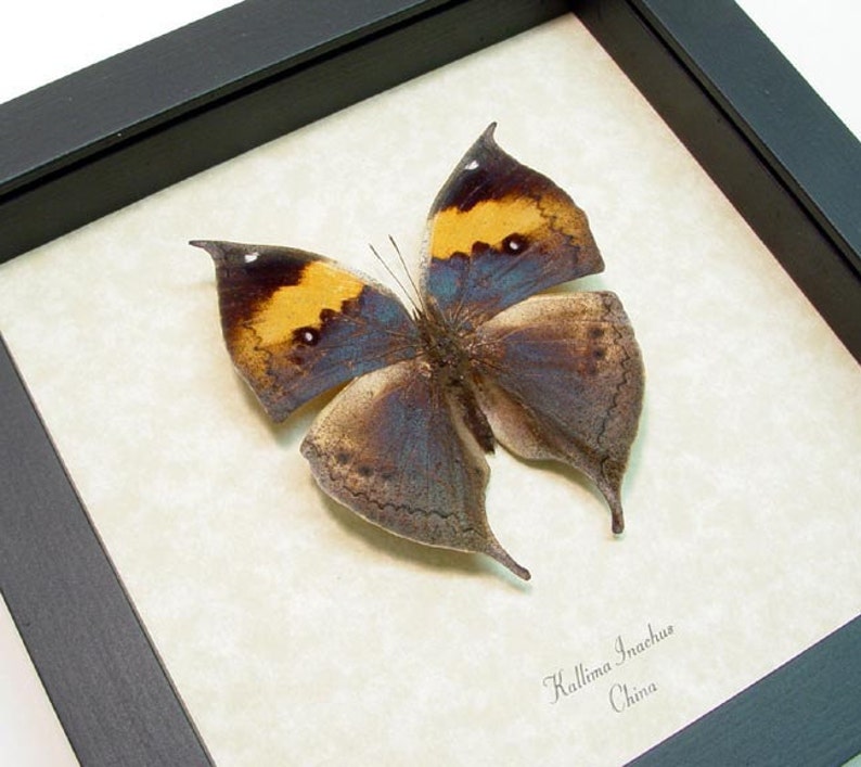 Real Framed Purple Leaf Mimic Butterfly Shadowbox Display 607