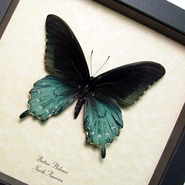 The Pipevine Swallowtail Real Framed Butterfly 548