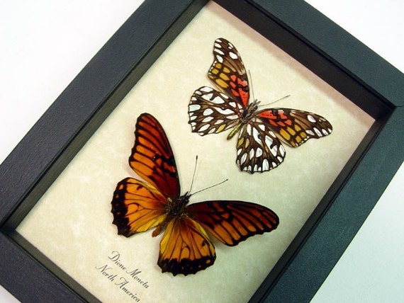 Dione moneta Pair Real Conservation Butterfly Display 7887