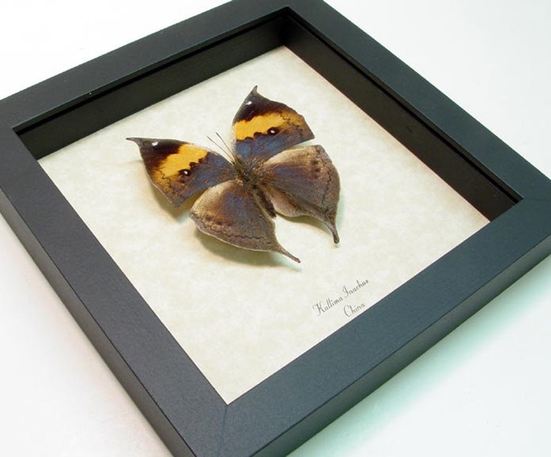 Real Framed Purple Leaf Mimic Butterfly Shadowbox Display 607