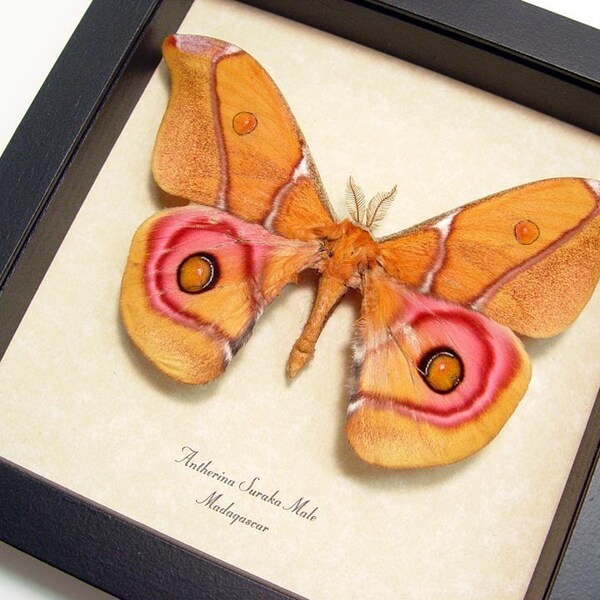 Pink Male Madagascar Moth Conservation Quality Display  638m