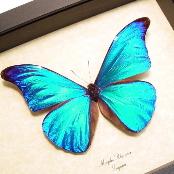 Real Framed Metallic Blue Morpho Rhetenor Butterfly 629
